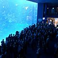 美ら海水族館に行くなら混雑状況の少ない9時が狙い目！