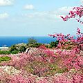 沖縄の冬は桜まつり1～2月が見頃