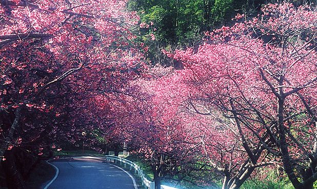 沖縄桜まつり