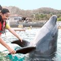【沖縄】イルカとふれあい泳ぐルネッサンスリゾートとマリンピアザオキナワ！